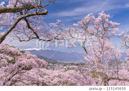《長野県》桜満開の高遠城址公園・桜の名所 《長野県》桜満開の高遠城址公園・桜の名所 115145630