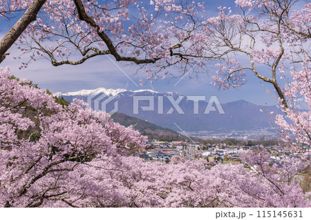 《長野県》桜満開の高遠城址公園・桜の名所 《長野県》桜満開の高遠城址公園・桜の名所 115145631
