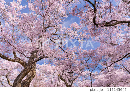 《長野県》桜満開の高遠城址公園・桜の名所 115145645