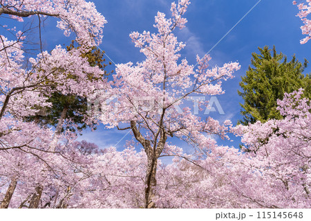 《長野県》桜満開の高遠城址公園・桜の名所 《長野県》桜満開の高遠城址公園・桜の名所 115145648