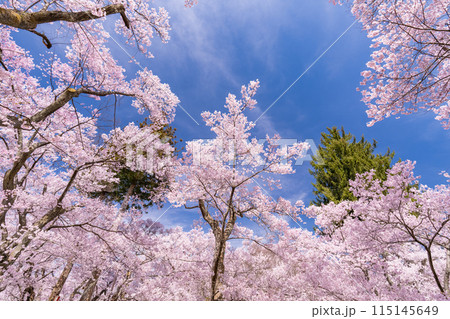 《長野県》桜満開の高遠城址公園・桜の名所 115145649
