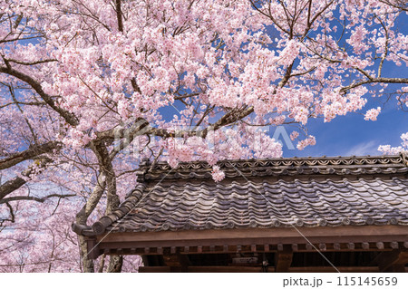 《長野県》桜満開の高遠城址公園・桜の名所 《長野県》桜満開の高遠城址公園・桜の名所 115145659