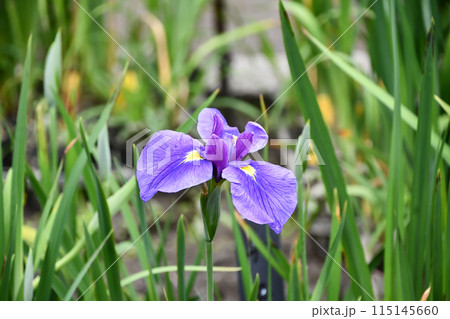 ハナショウブ 115145660