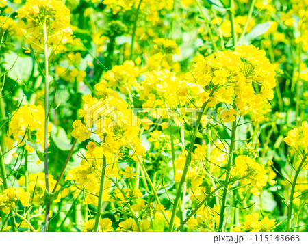 春の訪れ　うららかな陽射しを浴びる菜の花 115145663
