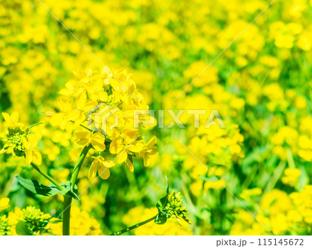 春の訪れ うららかな陽射しを浴びる菜の花 春の訪れ うららかな陽射しを浴びる菜の花 115145672