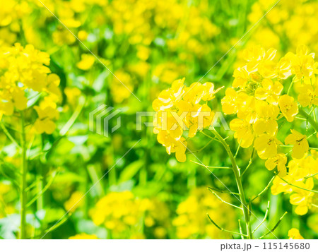 春の訪れ　うららかな陽射しを浴びる菜の花 115145680