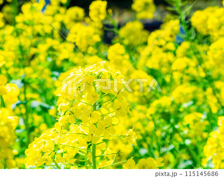 春の訪れ　うららかな陽射しを浴びる菜の花 115145686