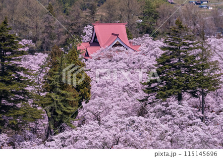 《長野県》桜満開の高遠城址公園・桜の名所 《長野県》桜満開の高遠城址公園・桜の名所 115145696