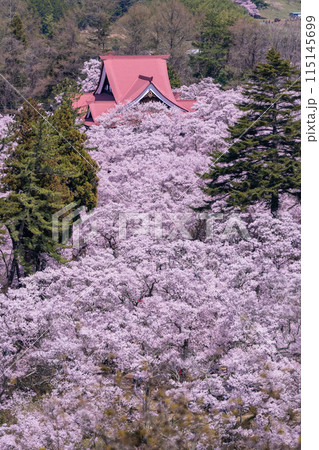 《長野県》桜満開の高遠城址公園・桜の名所 115145699