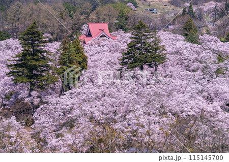 《長野県》桜満開の高遠城址公園・桜の名所 115145700