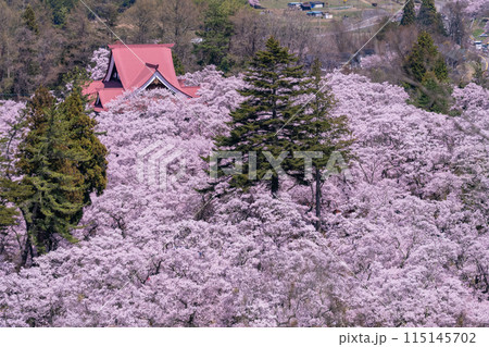 《長野県》桜満開の高遠城址公園・桜の名所 115145702