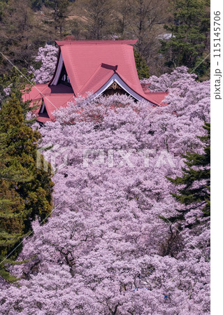 《長野県》桜満開の高遠城址公園・桜の名所 115145706