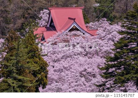 《長野県》桜満開の高遠城址公園・桜の名所 115145707