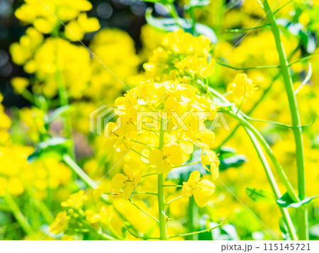 春の訪れ うららかな陽射しを浴びる菜の花 春の訪れ うららかな陽射しを浴びる菜の花 115145721