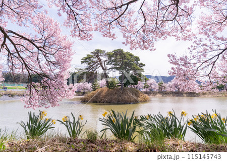 《長野県》桜満期の六道の堤・桜の名所 115145743