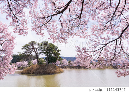 《長野県》桜満期の六道の堤・桜の名所 115145745