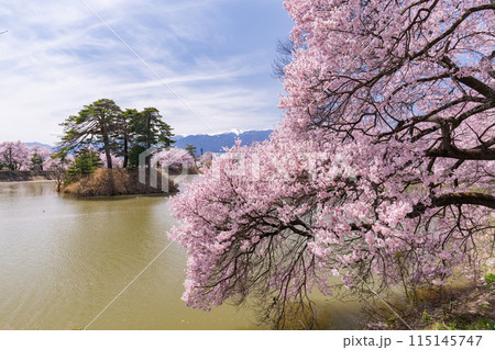 《長野県》桜満期の六道の堤・桜の名所 115145747