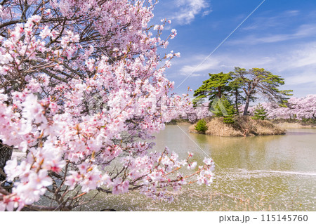 《長野県》桜満期の六道の堤・桜の名所 115145760