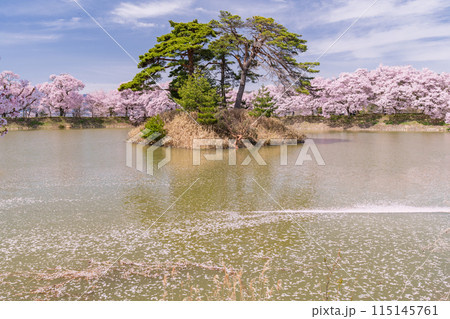 《長野県》桜満期の六道の堤・桜の名所 《長野県》桜満期の六道の堤・桜の名所 115145761