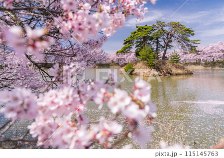 《長野県》桜満期の六道の堤・桜の名所 《長野県》桜満期の六道の堤・桜の名所 115145763