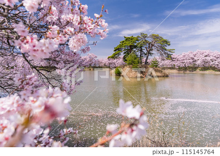 《長野県》桜満期の六道の堤・桜の名所 115145764