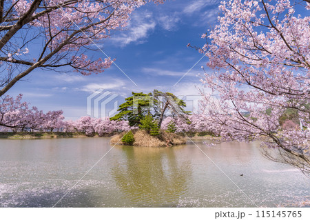 《長野県》桜満期の六道の堤・桜の名所 115145765