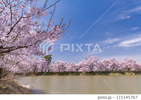 《長野県》桜満期の六道の堤・桜の名所 115145767