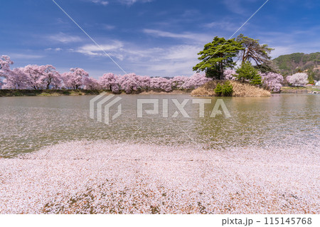 《長野県》桜満期の六道の堤・桜の名所 《長野県》桜満期の六道の堤・桜の名所 115145768