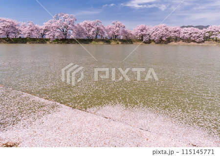 《長野県》桜満期の六道の堤・桜の名所 115145771