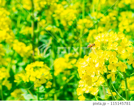春の訪れ　うららかな陽射しを浴びる菜の花とミツバチ 115145781