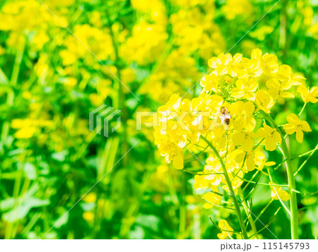 春の訪れ うららかな陽射しを浴びる菜の花とミツバチ 春の訪れ うららかな陽射しを浴びる菜の花とミツバチ 115145793