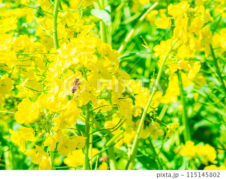 春の訪れ うららかな陽射しを浴びる菜の花とミツバチ 春の訪れ うららかな陽射しを浴びる菜の花とミツバチ 115145802