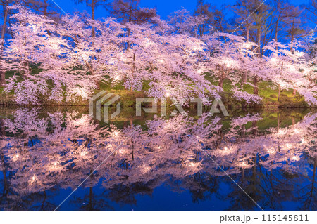 《新潟県》桜満開・春の高田城址公園の夜景 115145811