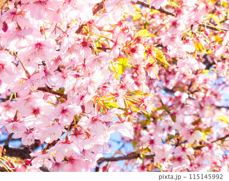 早春の光を浴びて輝く満開の河津桜 早春の光を浴びて輝く満開の河津桜 115145992