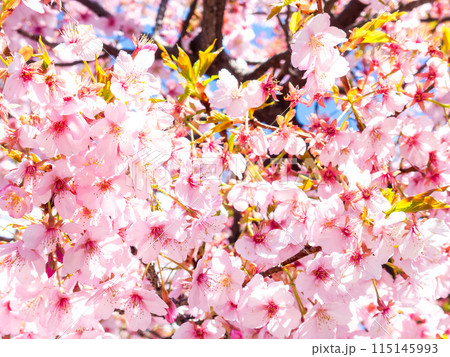 早春の光を浴びて輝く満開の河津桜 115145993