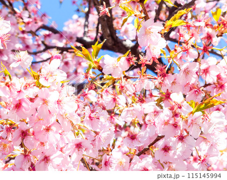 早春の光を浴びて輝く満開の河津桜 早春の光を浴びて輝く満開の河津桜 115145994