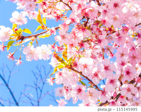 早春の光を浴びて輝く満開の河津桜 115145995
