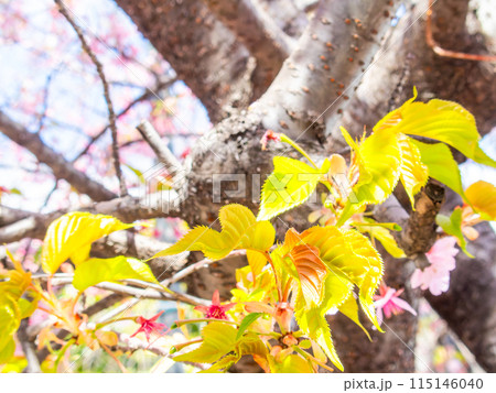 早春の光を浴びて輝く満開の河津桜の若葉 115146040