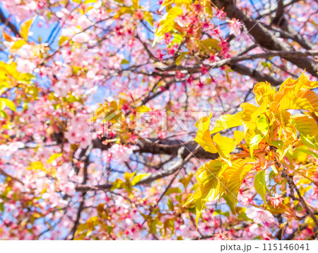 早春の光を浴びて輝く満開の河津桜の若葉 早春の光を浴びて輝く満開の河津桜の若葉 115146041