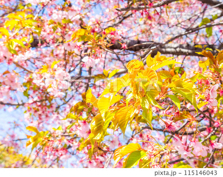 早春の光を浴びて輝く満開の河津桜の若葉 115146043