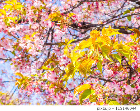 早春の光を浴びて輝く満開の河津桜の若葉 早春の光を浴びて輝く満開の河津桜の若葉 115146044