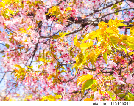 早春の光を浴びて輝く満開の河津桜の若葉 115146045