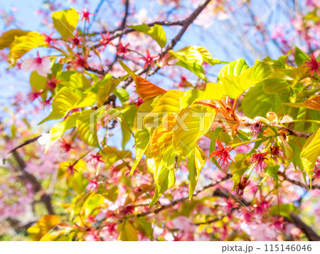 早春の光を浴びて輝く満開の河津桜の若葉 115146046