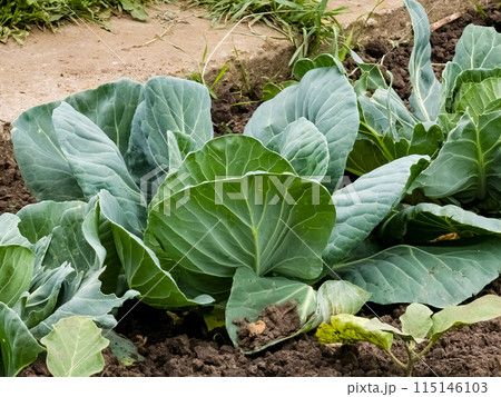 Young cabbage in the garden. Growing vegetables in rural areas. Plant care and treatment. Future harvest Young cabbage in the garden. Growing vegetables in rural areas. Plant care and treatment. Future harvest 115146103