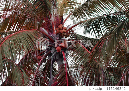 Colorful Palm Tree Leaves Against The Sky, Juicy Tropical Background 115146242