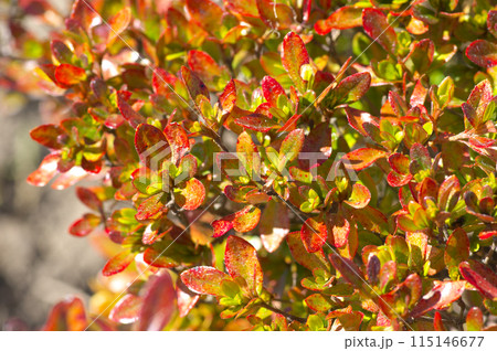 紅葉したツツジの葉 紅葉したツツジの葉 115146677