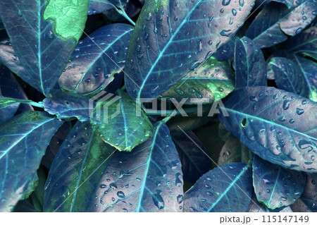 Blue Leaves Texture, Unusual Floral Background Blue Leaves Texture, Unusual Floral Background 115147149
