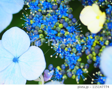 青いガクアジサイ 115147774
