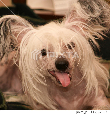 Chinese Crested Dog, Cute Small Happy Puppy Portrait Chinese Crested Dog, Cute Small Happy Puppy Portrait 115147803