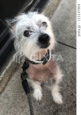 Chinese Crested Dog, Cute Small Happy Puppy Portrait 115147904